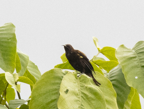 Carmelite Sunbird (Chalcomitra fuliginosa), photo 6
