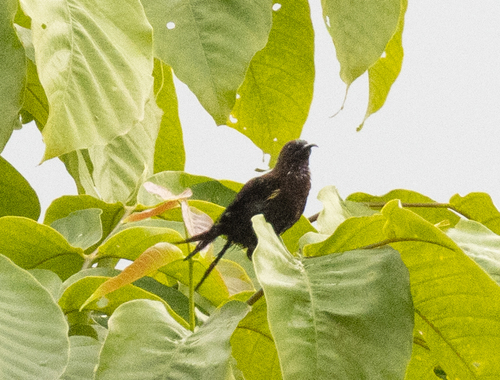 Carmelite Sunbird (Chalcomitra fuliginosa), photo 10
