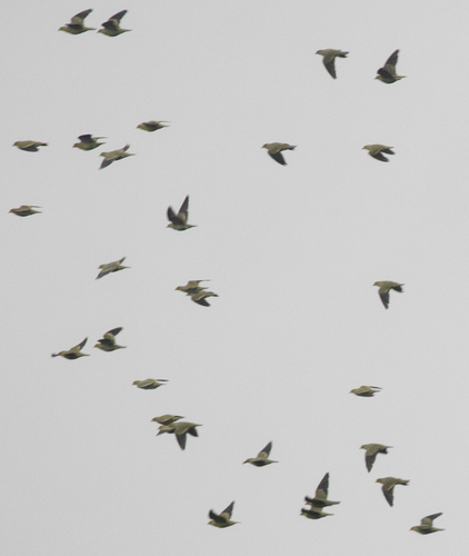 African Green-Pigeon