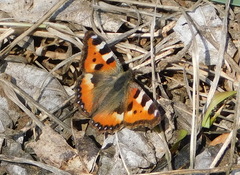 Aglais urticae