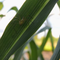 Oxyopes