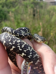 Lampropeltis