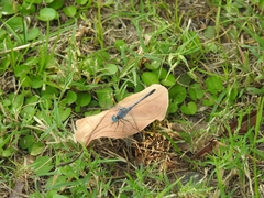 Diplacodes trivialis