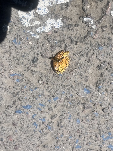 Variegated Fritillary