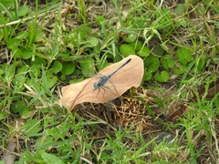 Diplacodes trivialis