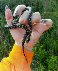 Lampropeltis