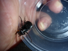 Nicrophorus humator