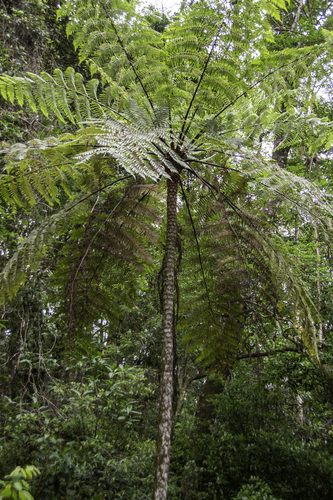 Delgadii Tree Fern (Cyathea delgadii)