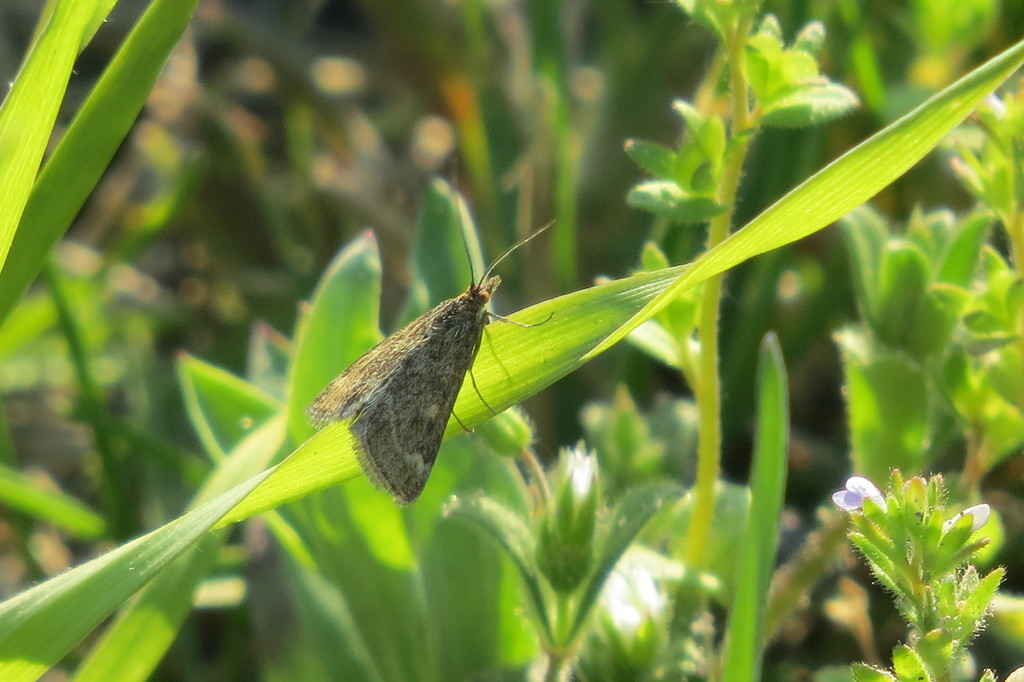 Straw-barred Pearl