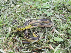 Erythrolamprus melanotus