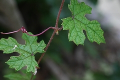 Vitis thunbergii
