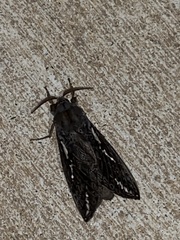 Abantiades argentata