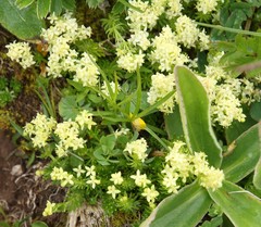 Galium baldense