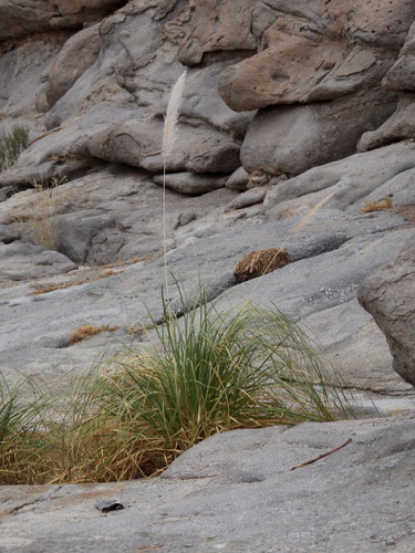 Cortaderia atacamensis (Cortaderia atacamensis)