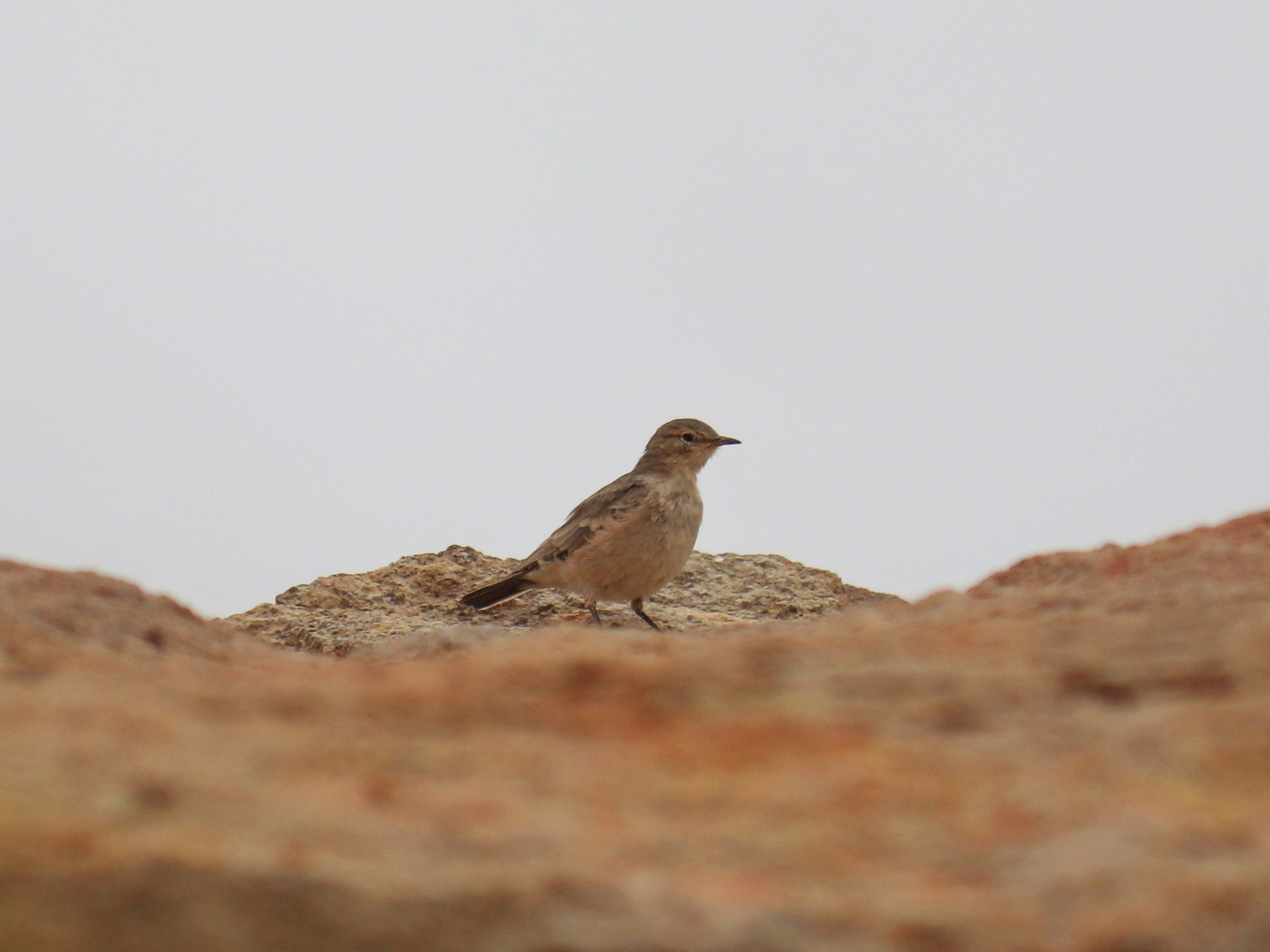 Puna Miner (Geositta punensis), photo 5
