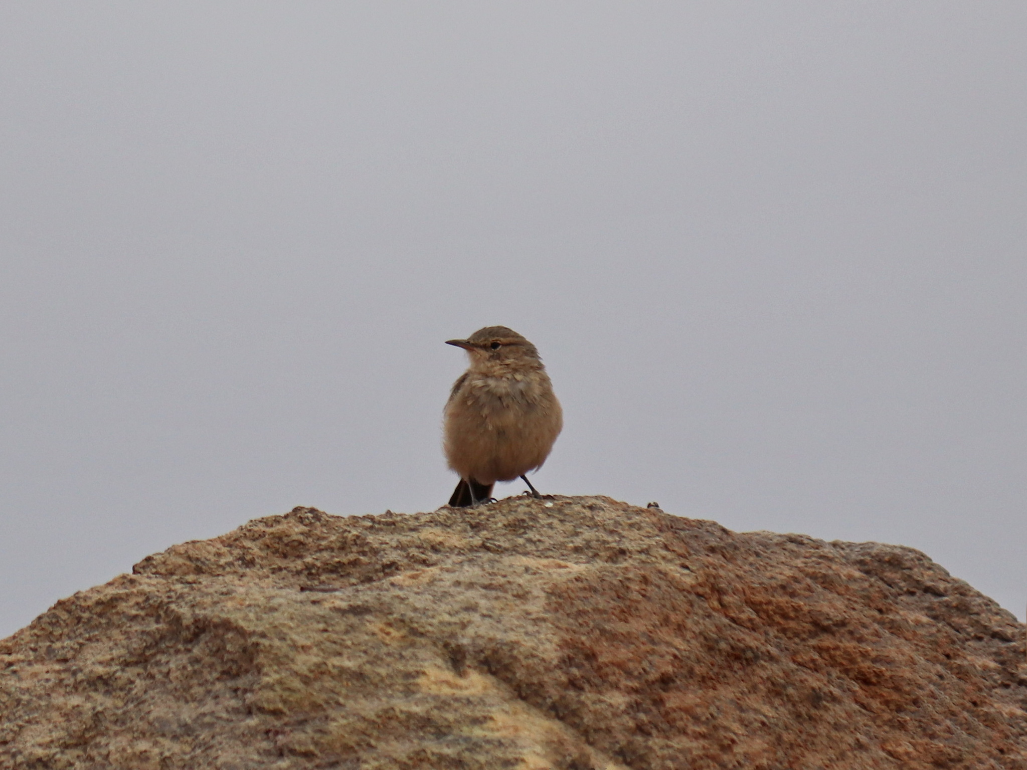 Puna Miner (Geositta punensis), photo 6