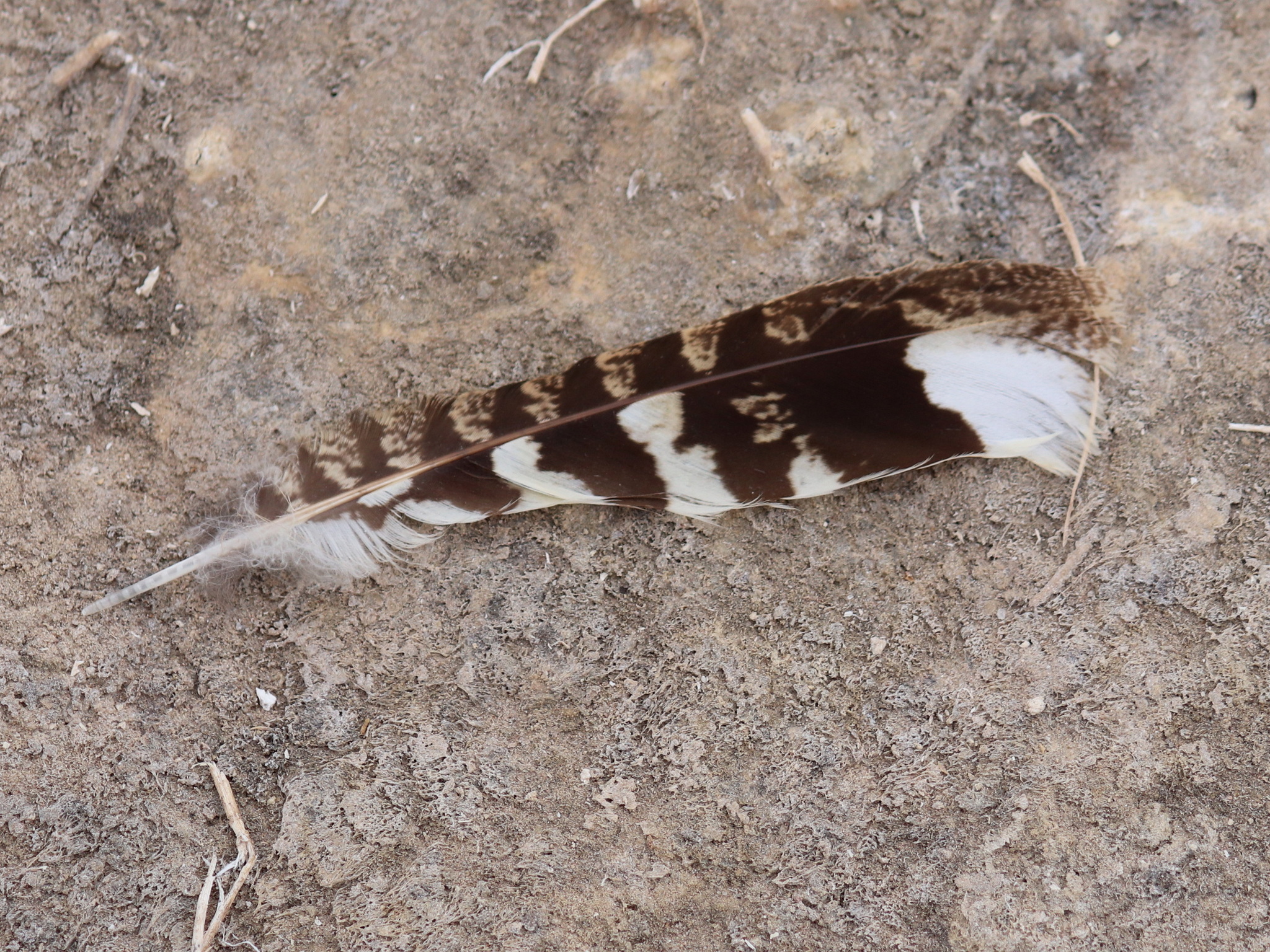 Band-winged Nightjar (Systellura longirostris), photo 10