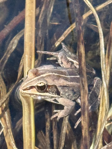 Wood Frog