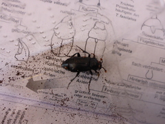 Nicrophorus humator