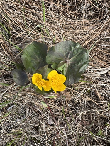 marsh marigold
