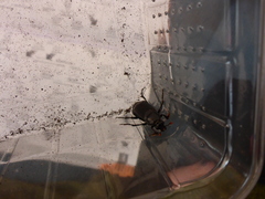 Nicrophorus humator