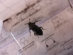 Nicrophorus humator
