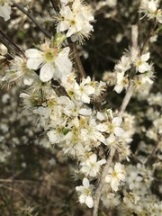 Prunus spinosa