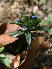 Gentiana ting-nung-hoae