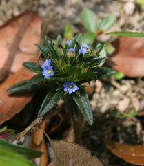 Gentiana ting-nung-hoae