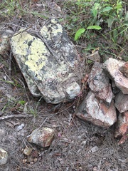 Desmodium rhytidophyllum