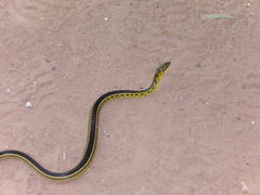 Erythrolamprus melanotus