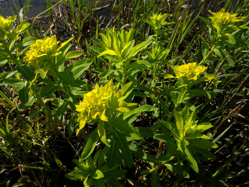 Euphorbia adenochlora