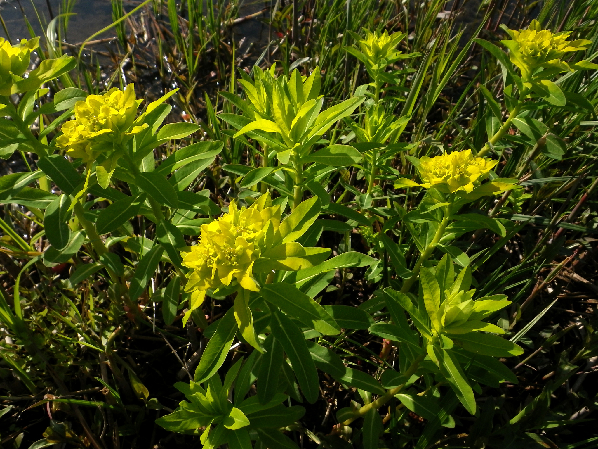 Euphorbia adenochlora