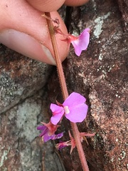 Desmodium rhytidophyllum
