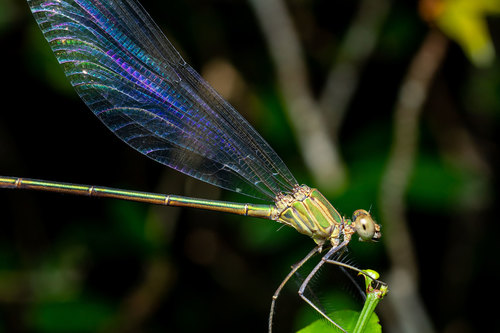 Glistening Demoiselle