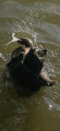 Alligator Snapping Turtle observed by dlehnick