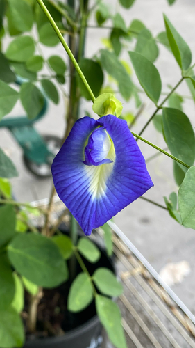 Clitoria ternatea observed 2026-05-22