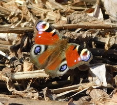 Aglais io
