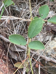 Desmodium rhytidophyllum