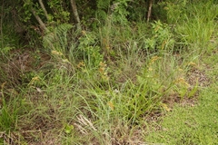 Carex ludwigii