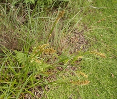 Carex ludwigii