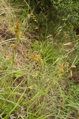 Carex ludwigii