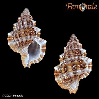 Common Triton Snail