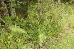 Carex ludwigii