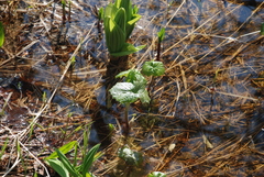 Parasenecio kamtschaticus