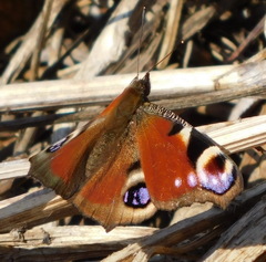 Aglais io