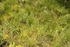 Wahlenbergia krebsii