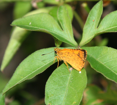 Ampittia dioscorides camertes