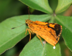 Ampittia dioscorides camertes