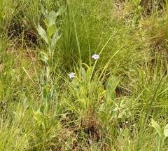 Wahlenbergia krebsii